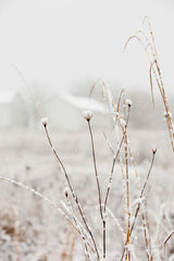 Early Snow by Aledanda. SKU 60995h. Archival Giclee Fine art print for wall decor.