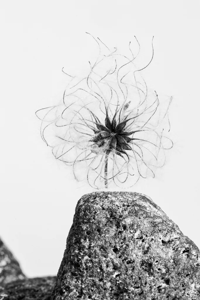 Electrifying by Aledanda. SKU 55306h. Archival Giclee Fine art print for wall decor.