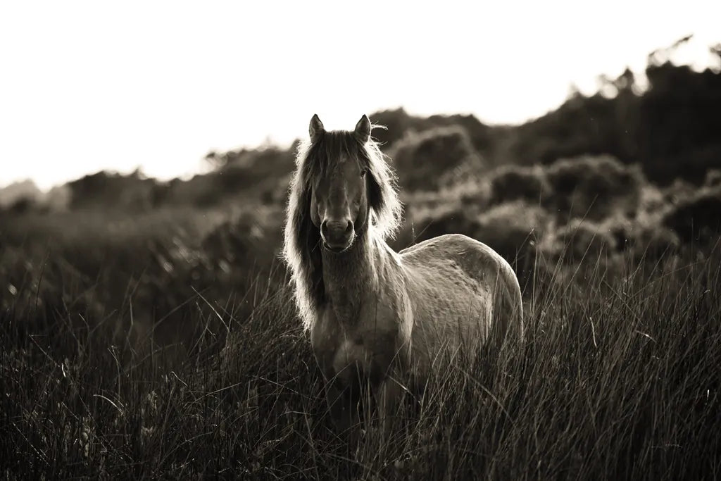 Evening Glow by Aledanda. SKU 38298i. Archival Giclee Fine art print for wall decor.