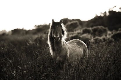 Evening Glow by Aledanda. SKU 38298i. Archival Giclee Fine art print for wall decor.