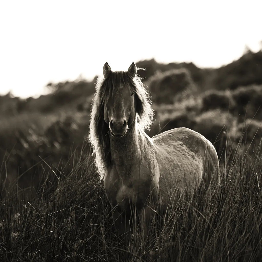 Evening Glow Crop by Aledanda. SKU 38298a. Archival Giclee Fine art print for wall decor.