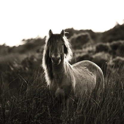 Evening Glow Crop by Aledanda. SKU 38298a. Archival Giclee Fine art print for wall decor.