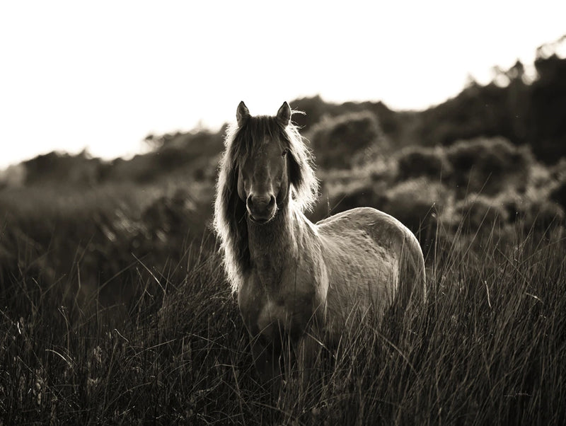Evening Glow Crop by Aledanda