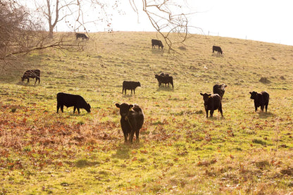 Fall Field I by Aledanda. SKU 38283i. Archival Giclee Fine art print for wall decor.