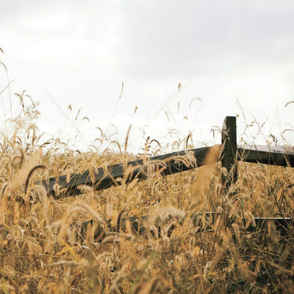 Fencerow Light Crop by Aledanda. SKU 67366a. Archival Giclee Fine art print for wall decor.