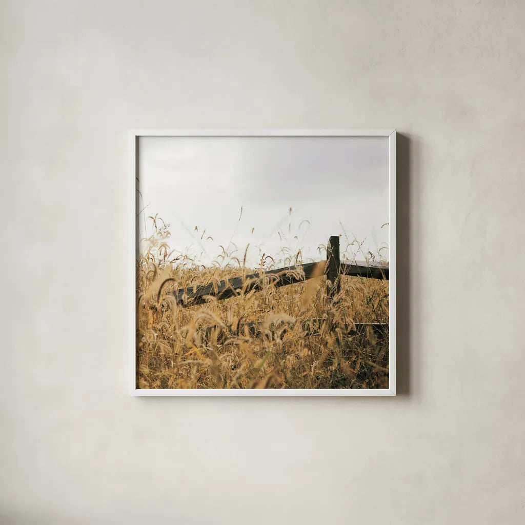 Fencerow Light Crop by Aledanda. Shown in a crisp white glass frame for a clean and minimalist style. Available as an archival giclee rolled canvas, fine art paper, or poster print. SKU 67366a.