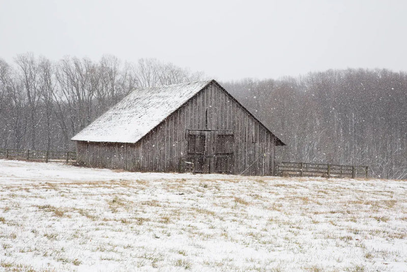 First Snow by Aledanda. SKU 60531i. Archival Giclee Fine art print for wall decor.