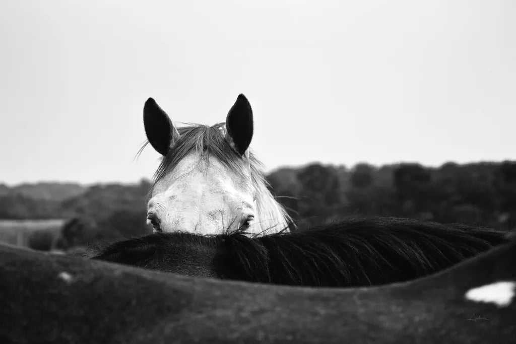 Flirt by Aledanda. SKU 38301i. Archival Giclee Fine art print for wall decor.