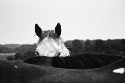 Flirt by Aledanda. SKU 38301i. Archival Giclee Fine art print for wall decor.