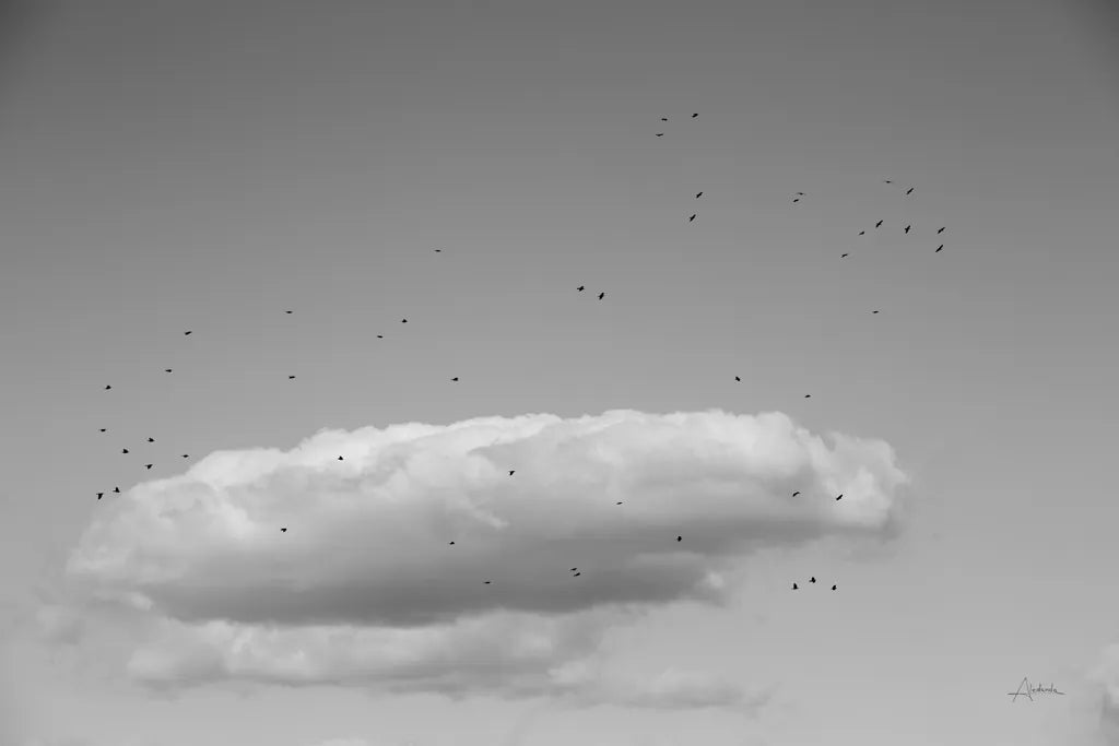 Flock in Flight by Aledanda. SKU 75861i. Archival Giclee Fine art print for wall decor.