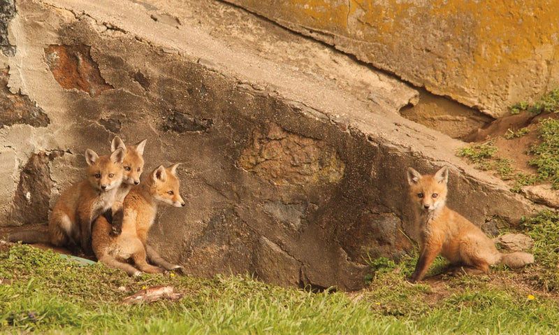 Fox Cubs I by Aledanda