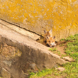 Fox Cubs II by Aledanda. SKU 58134a. Archival Giclee Fine art print for wall decor.