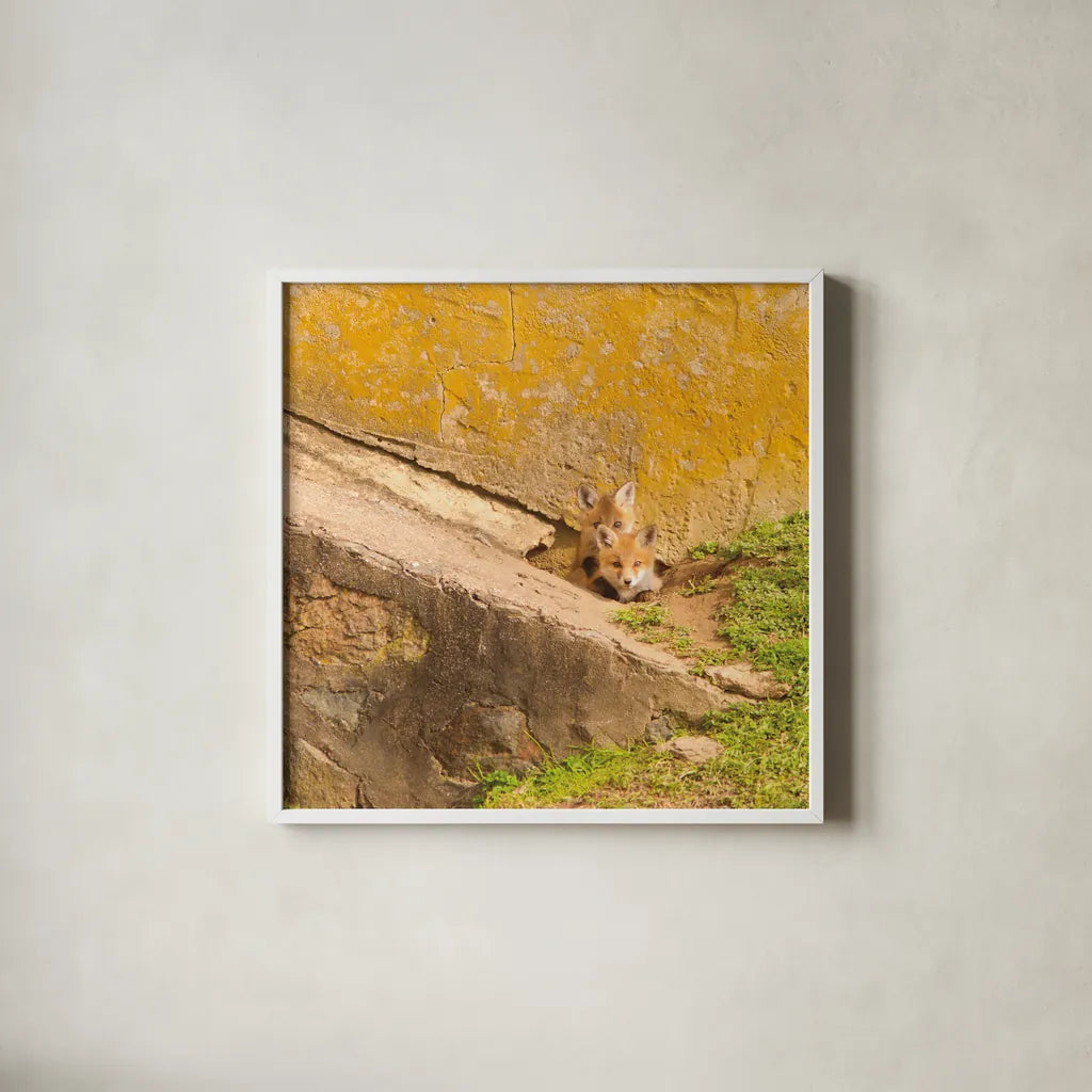Fox Cubs II by Aledanda. Shown in a crisp white glass frame for a clean and minimalist style. Available as an archival giclee rolled canvas, fine art paper, or poster print. SKU 58134a.