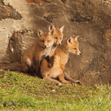 Fox Cubs III by Aledanda. SKU 58254a. Archival Giclee Fine art print for wall decor.