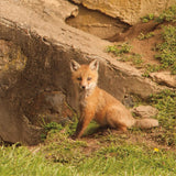 Fox Cubs IV by Aledanda. SKU 58255a. Archival Giclee Fine art print for wall decor.