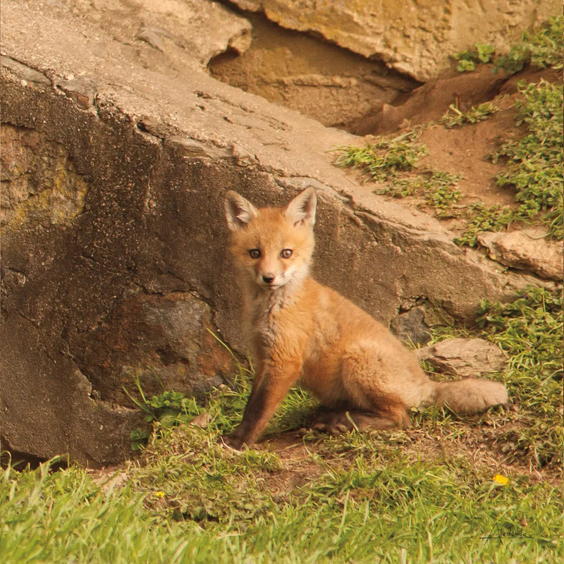 Fox Cubs IV by Aledanda. SKU 58255a. Archival Giclee Fine art print for wall decor.