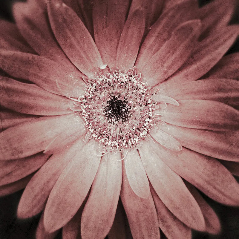 Gerbera by Aledanda. SKU 37456a. Archival Giclee Fine art print for wall decor.