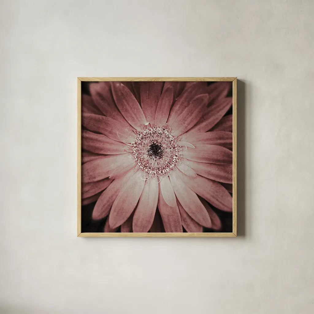 Gerbera by Aledanda. Shown in a natural wood glass frame for a timeless modern aesthetic. Available as an archival giclee rolled canvas, fine art paper, or poster print. SKU 37456a.