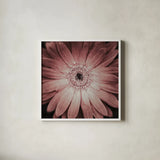 Gerbera by Aledanda. Shown in a crisp white glass frame for a clean and minimalist style. Available as an archival giclee rolled canvas, fine art paper, or poster print. SKU 37456a.