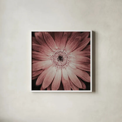 Gerbera by Aledanda. Shown in a crisp white glass frame for a clean and minimalist style. Available as an archival giclee rolled canvas, fine art paper, or poster print. SKU 37456a.
