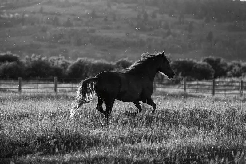 Going Home by Aledanda. SKU 38299i. Archival Giclee Fine art print for wall decor.