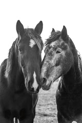 Good Friends Mane by Aledanda. SKU 71287h. Archival Giclee Fine art print for wall decor.