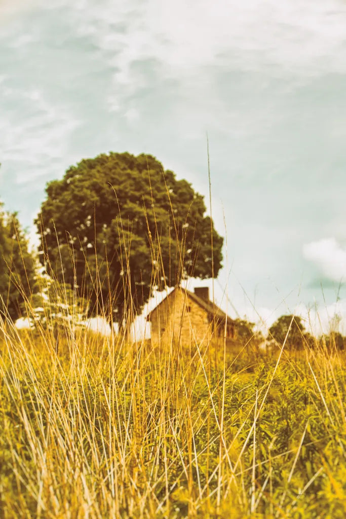 Grass and Sky by Aledanda. SKU 63228h. Archival Giclee Fine art print for wall decor.