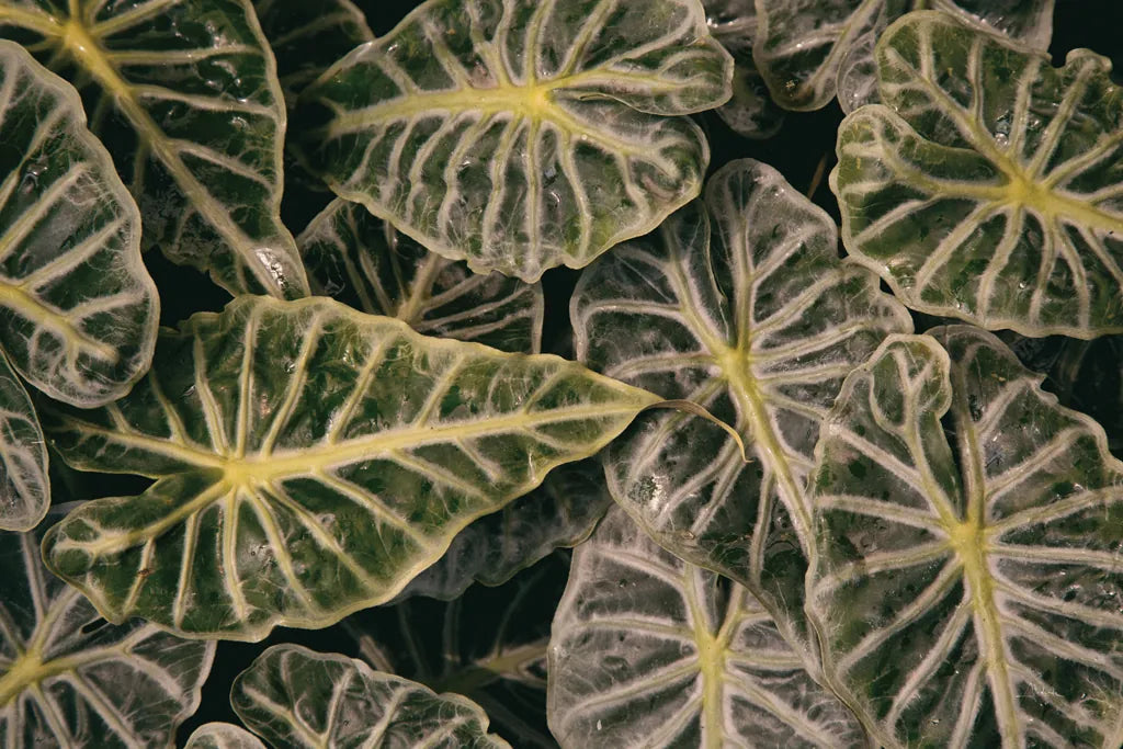 Greenery Abounds by Aledanda. SKU 63216i. Archival Giclee Fine art print for wall decor.