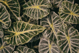 Greenery Abounds by Aledanda. SKU 63216i. Archival Giclee Fine art print for wall decor.