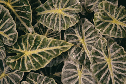 Greenery Abounds by Aledanda. SKU 63216i. Archival Giclee Fine art print for wall decor.