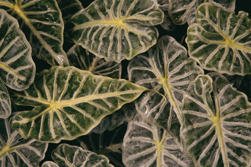 Greenery Abounds by Aledanda. SKU 63216i. Archival Giclee Fine art print for wall decor.