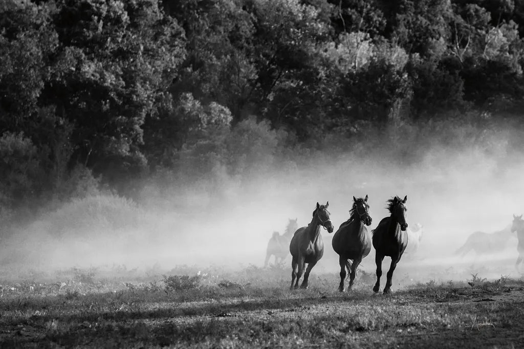 Horse Country Crop by Aledanda. SKU 38300i. Archival Giclee Fine art print for wall decor.