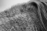 Horse Hair by Aledanda. SKU 55299i. Archival Giclee Fine art print for wall decor.