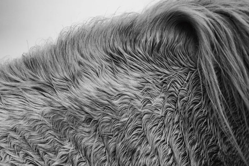 Horse Hair by Aledanda. SKU 55299i. Archival Giclee Fine art print for wall decor.