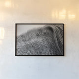 Horse Hair by Aledanda. shown as a paper print in a black flame. Available as a archival giclee rolled canvas, fine art paper, or poster print. SKU 55299i.