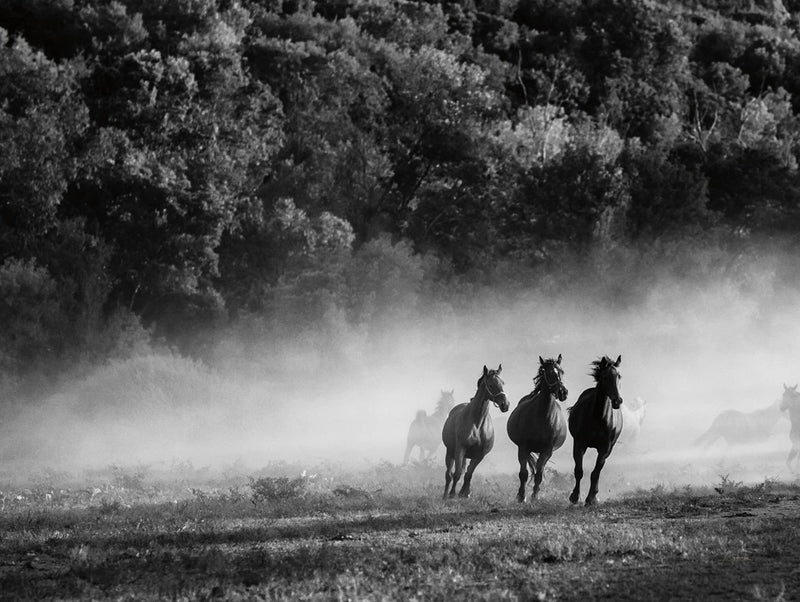 Horse country by Aledanda