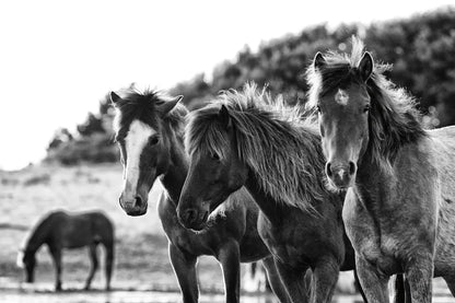 Horses Three by Aledanda. SKU 47852i. Archival Giclee Fine art print for wall decor.