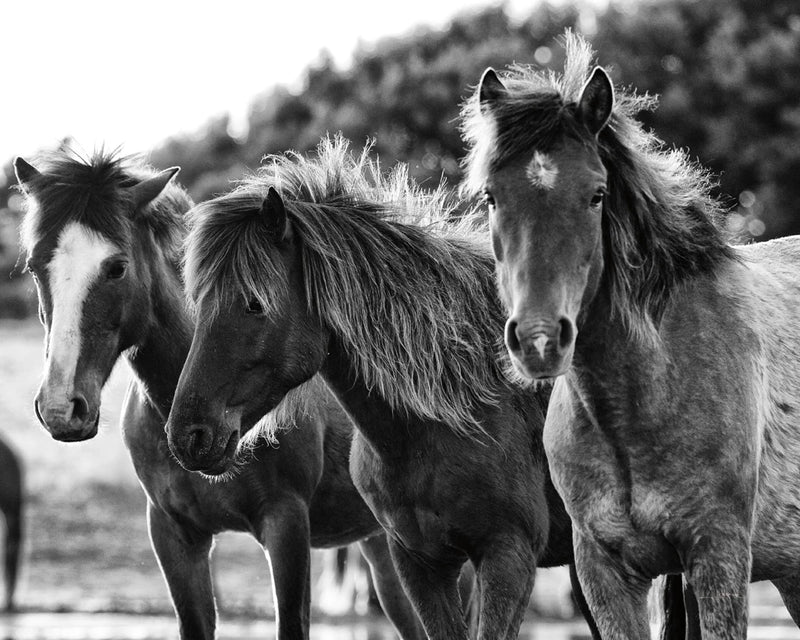 Horses Three Crop by Aledanda