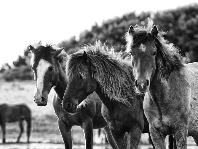 Horses Three Crop by Aledanda