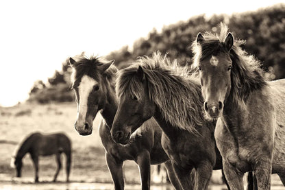 Horses Three Sepia by Aledanda. SKU 53122i. Archival Giclee Fine art print for wall decor.