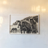 Horses Three Sepia by Aledanda. shown as a paper print in a white frame. Available as a archival giclee rolled canvas, fine art paper, or poster print. SKU 53122i.