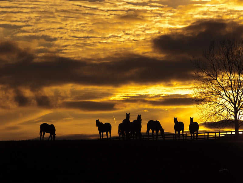 Horses at Sunset by Aledanda