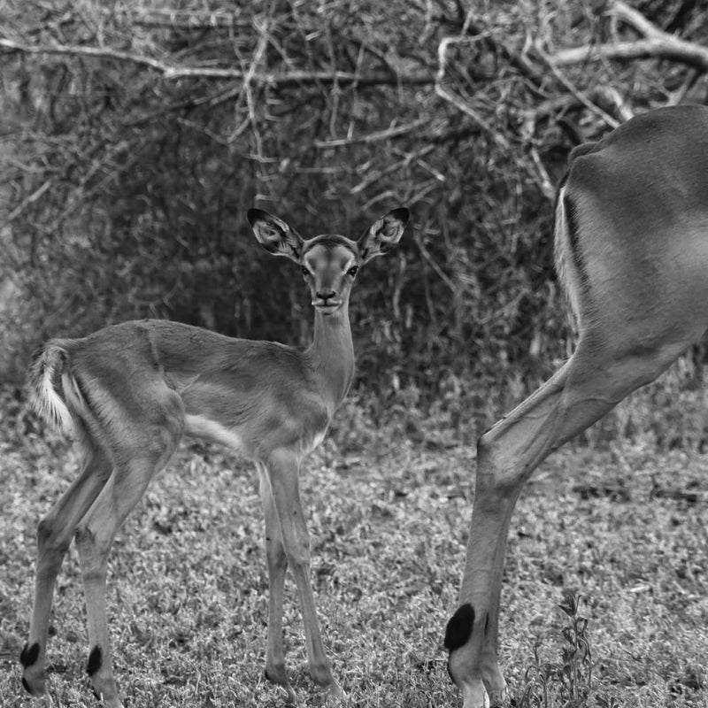 Impala and Baby by Aledanda. SKU 58137a. Archival Giclee Fine art print for wall decor.