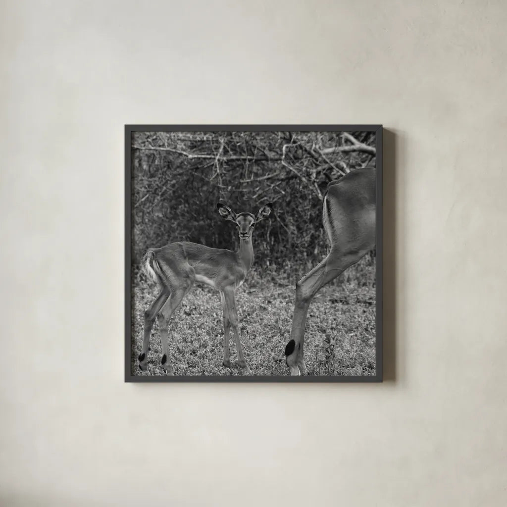 Impala and Baby by Aledanda. Shown in a sleek black glass frame for a contemporary gallery look. Available as an archival giclee rolled canvas, fine art paper, or poster print. SKU 58137a.