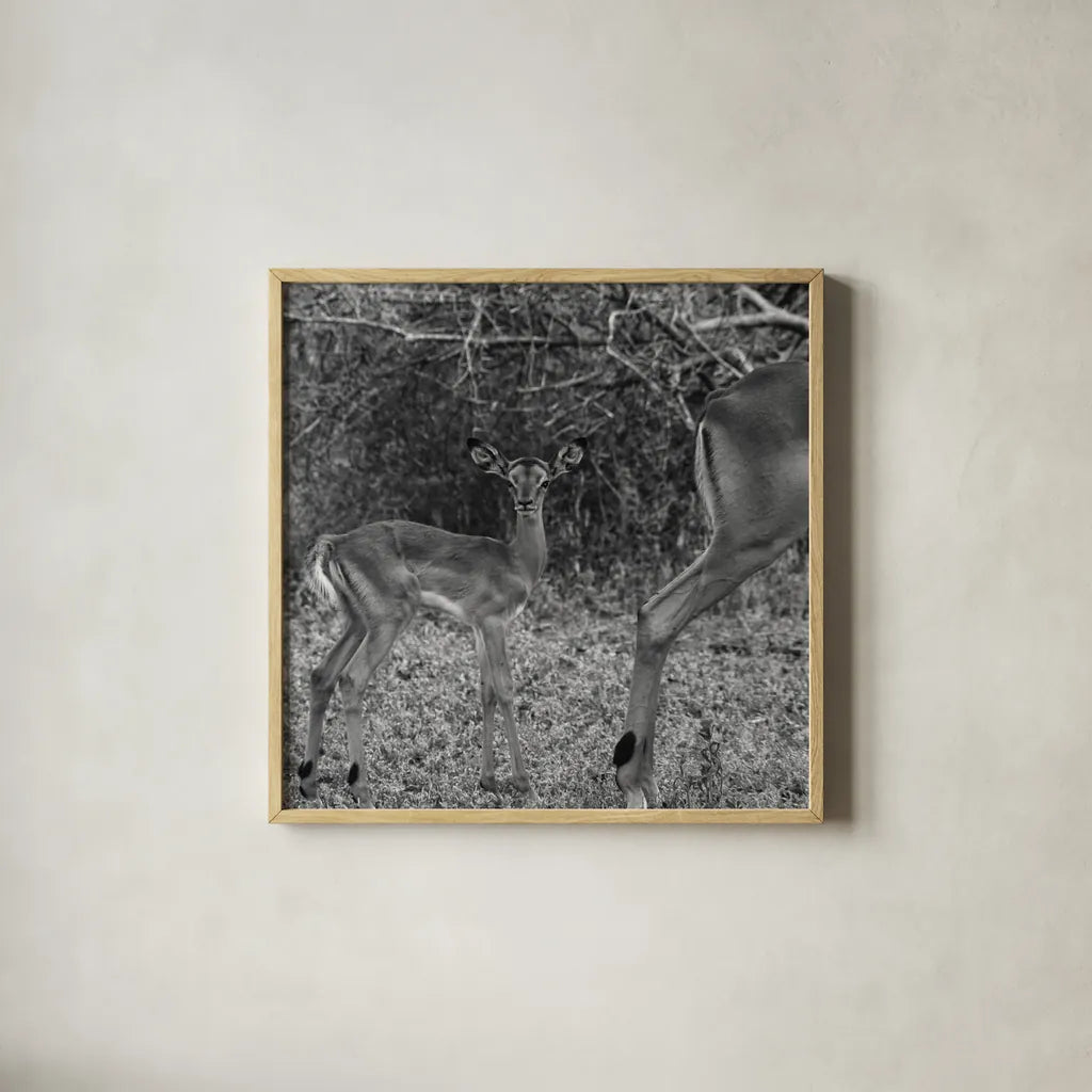 Impala and Baby by Aledanda. Shown in a natural wood glass frame for a timeless modern aesthetic. Available as an archival giclee rolled canvas, fine art paper, or poster print. SKU 58137a.