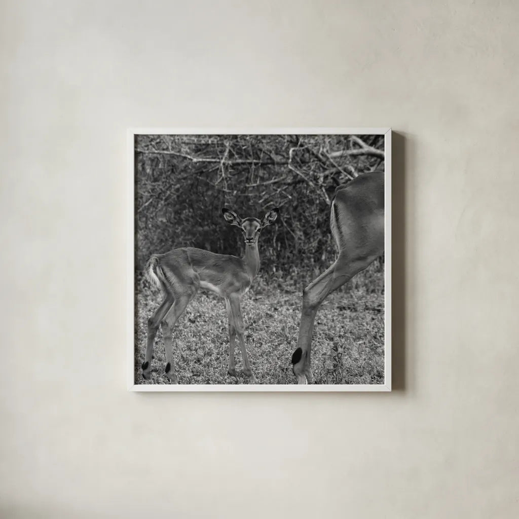Impala and Baby by Aledanda. Shown in a crisp white glass frame for a clean and minimalist style. Available as an archival giclee rolled canvas, fine art paper, or poster print. SKU 58137a.