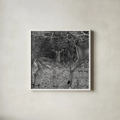 Impala and Baby by Aledanda. Shown in a crisp white glass frame for a clean and minimalist style. Available as an archival giclee rolled canvas, fine art paper, or poster print. SKU 58137a.