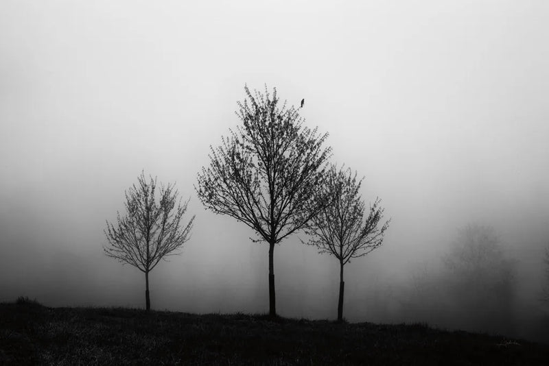 In the Fog by Aledanda. SKU 38324i. Archival Giclee Fine art print for wall decor.
