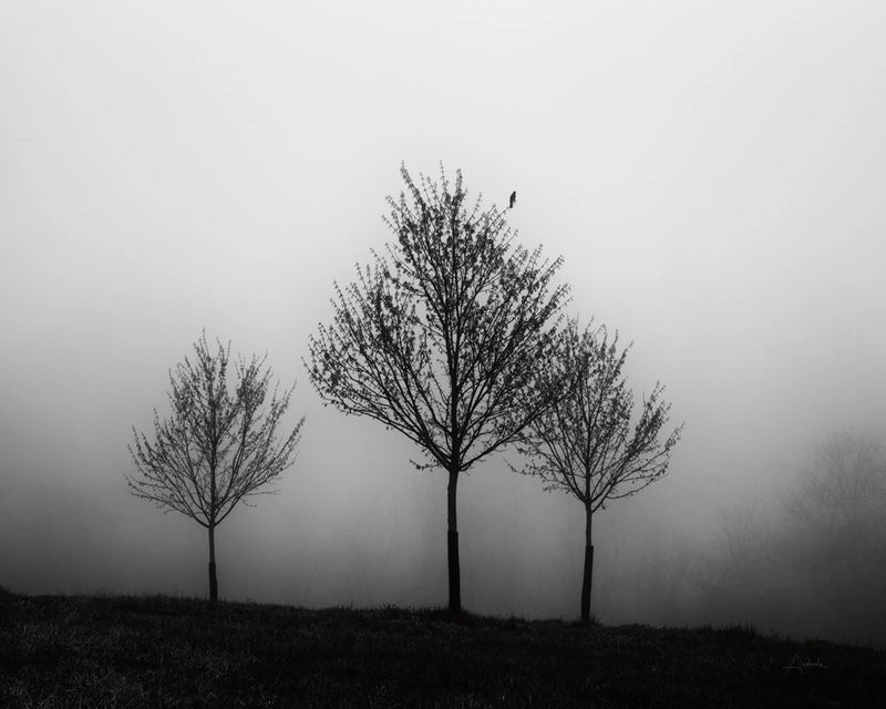 In the Fog Crop by Aledanda
