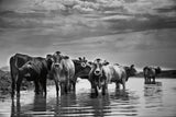 In the River by Aledanda. SKU 38316i. Archival Giclee Fine art print for wall decor.